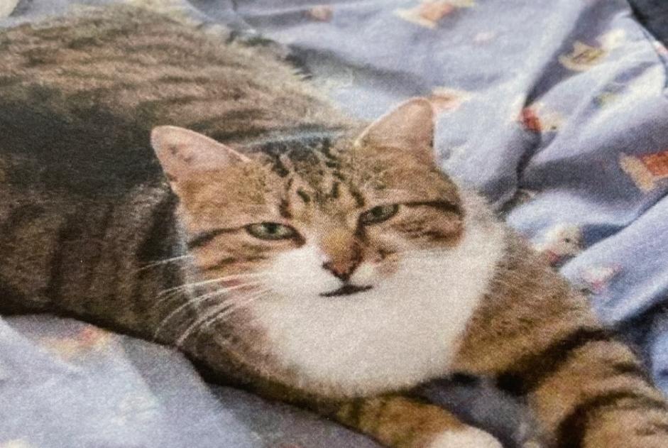 Vermisstmeldung Katze Männliche , 5 jahre Saint-Cézaire-sur-Siagne Frankreich Vermisstmeldung Katze Männliche , 5 jahre Saint-Cézaire-sur-Siagne Frankreich