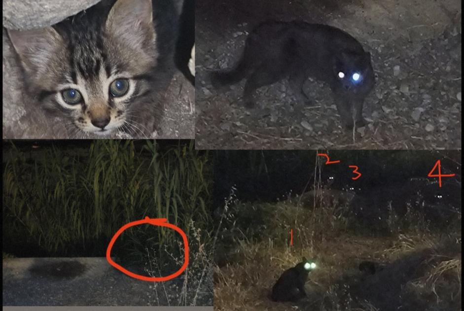 Fundmeldung Katze Unbekannt Nice Frankreich Fundmeldung Katze Unbekannt Nice Frankreich