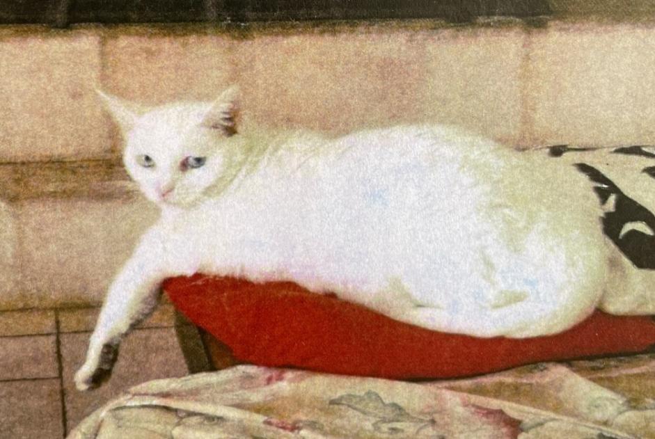 Disappearance alert Cat Female , 7 years Saint-Cézaire-sur-Siagne France Disappearance alert Cat Female , 7 years Saint-Cézaire-sur-Siagne France