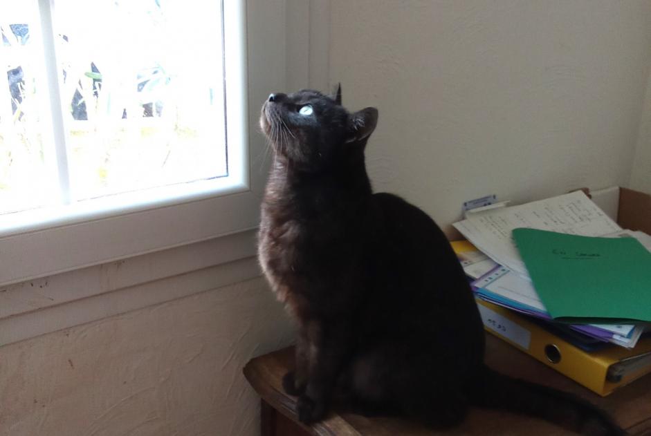 Alerta de Desaparición Gato Macho , 3 años Tourrettes-sur-Loup Francia Alerta de Desaparición Gato Macho , 3 años Tourrettes-sur-Loup Francia