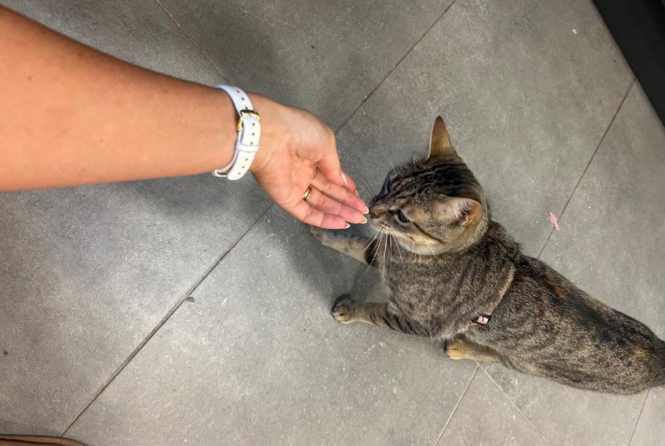 Alerta de Hallazgo Gato Hembra Valbonne Francia