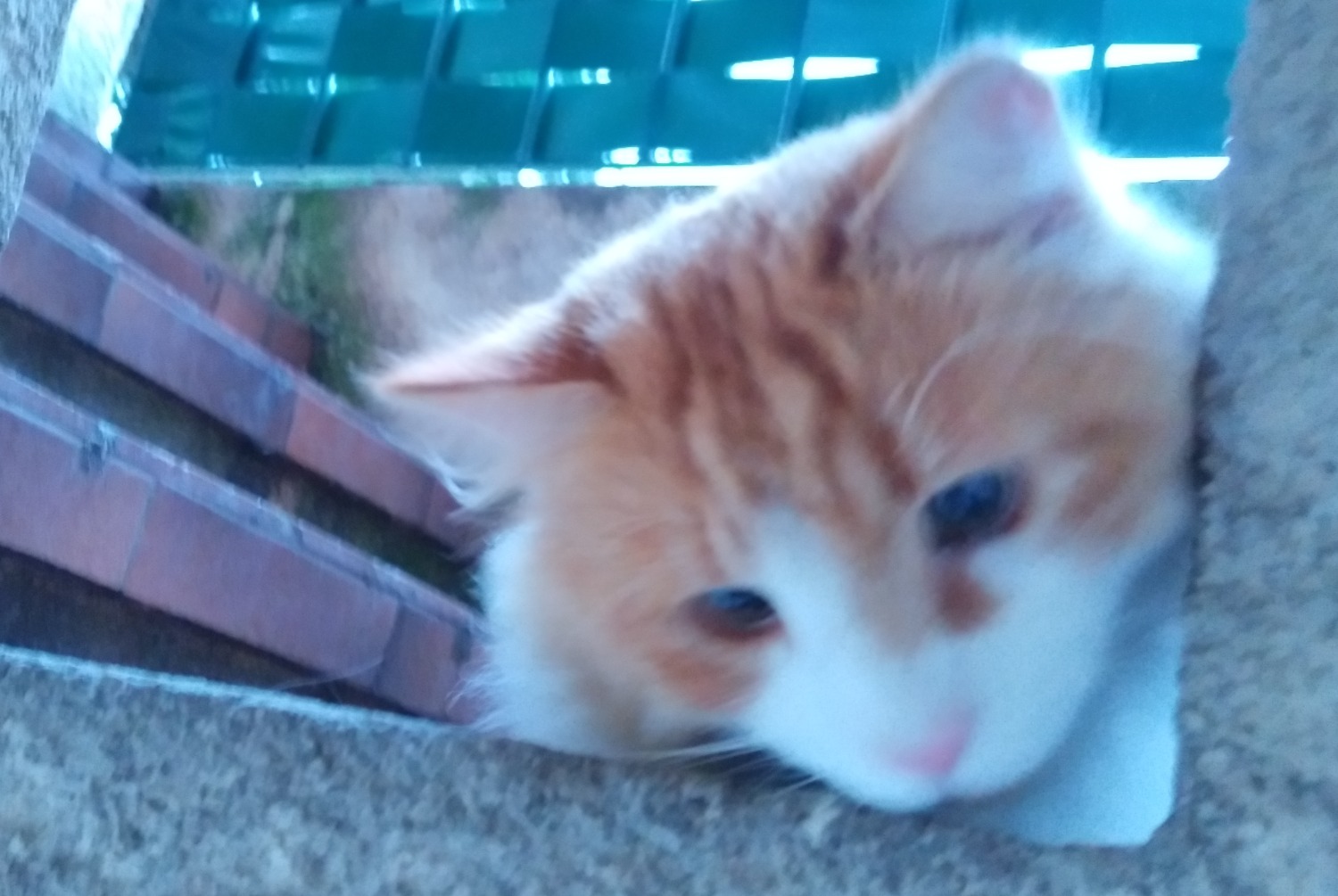 Alerte Disparition Chat Mâle , 0 ans Tourrette-Levens France Alerte Disparition Chat Mâle , 0 ans Tourrette-Levens France