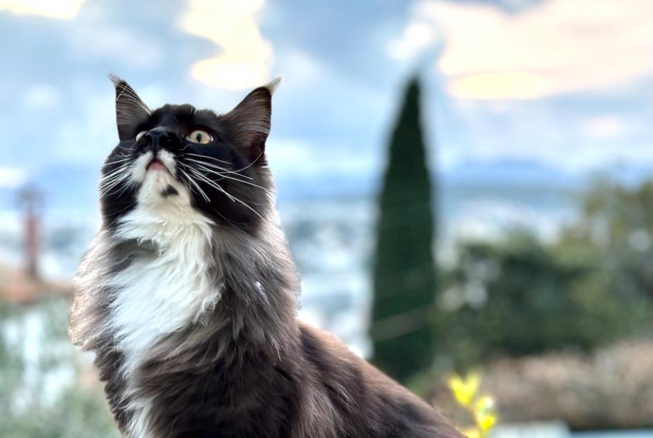Alerte Disparition Chat Mâle , 3 ans Le Cannet France Alerte Disparition Chat Mâle , 3 ans Le Cannet France