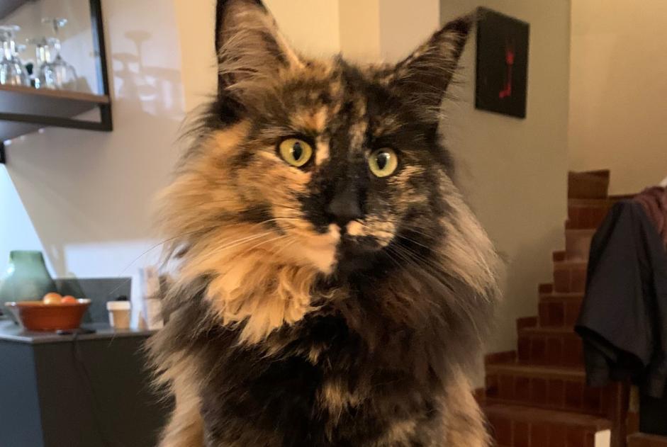Alerte Disparition Chat  Femelle , 5 ans La Colle-sur-Loup France