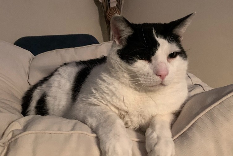 Alerte Disparition Chat croisement  Mâle , 6 ans Grasse France