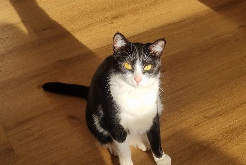 Avviso scomparsa Gatto Femmina , 1 anni Mougins Francia Avviso scomparsa Gatto Femmina , 1 anni Mougins Francia