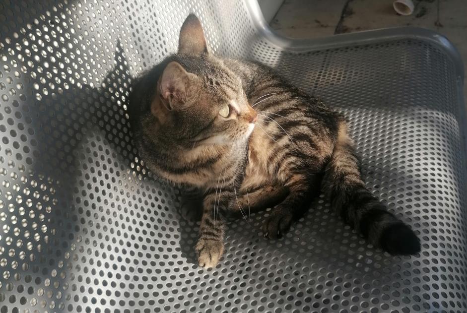 Alerta descoberta Gato Desconhecido Nice France Alerta descoberta Gato Desconhecido Nice France