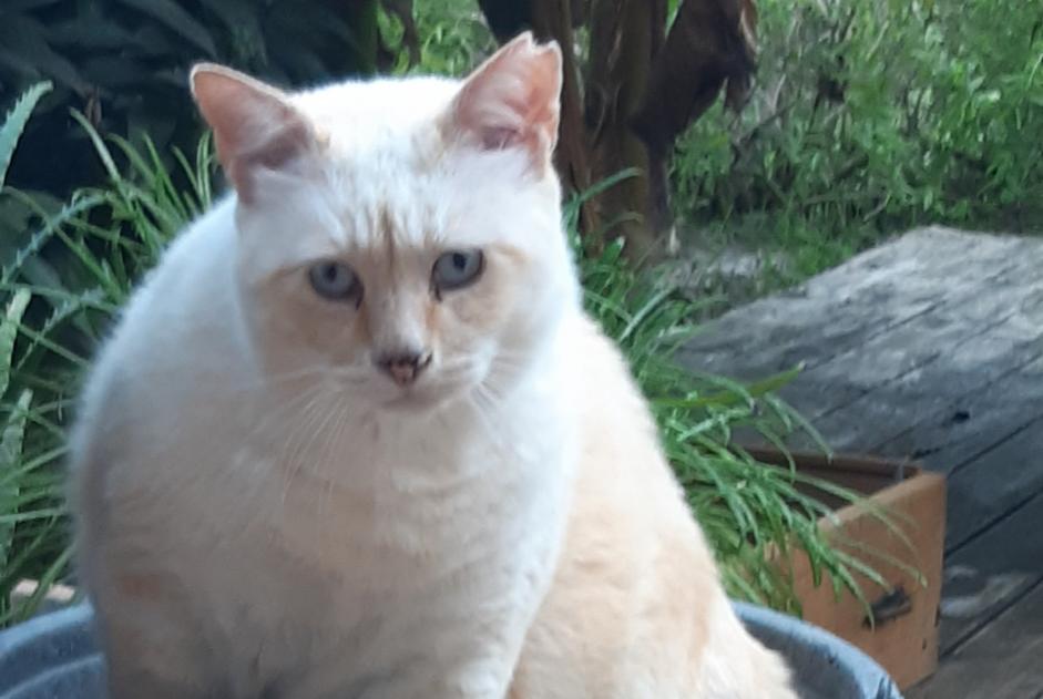 Alerta desaparecimento Gato cruzamento Macho , 15 anos Carros France Alerta desaparecimento Gato cruzamento Macho , 15 anos Carros France