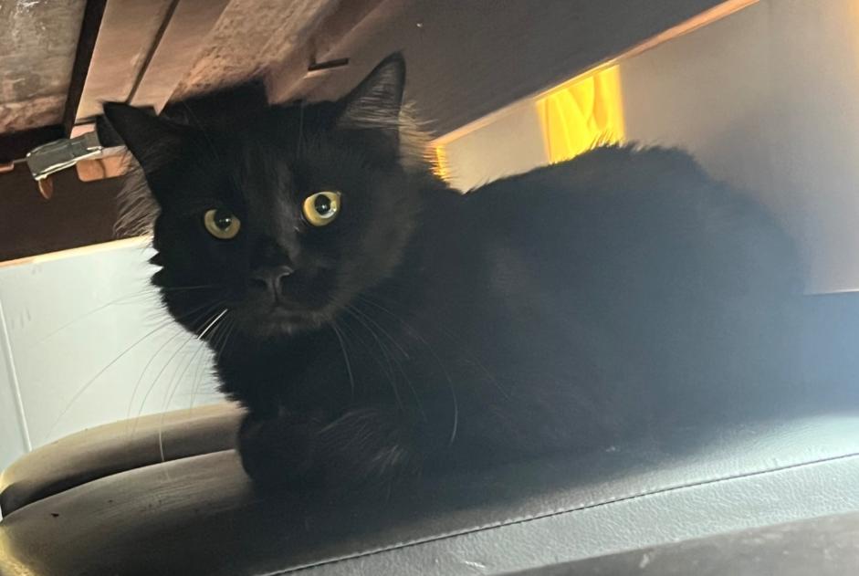 Alerta desaparecimento Gato Macho , 1 anos Carros France Alerta desaparecimento Gato Macho , 1 anos Carros France