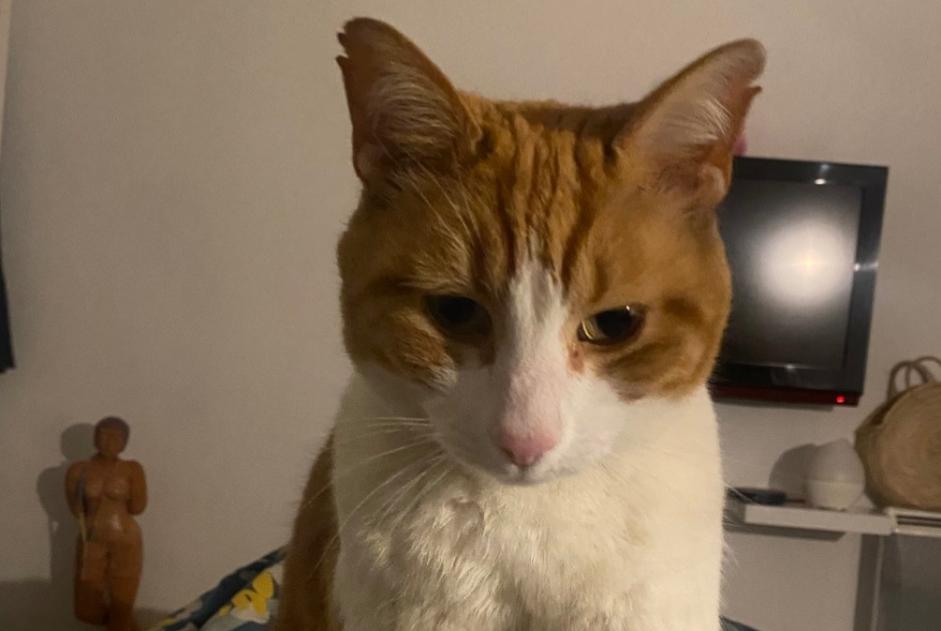 Alerta desaparecimento Gato Macho , 12 anos La Roquette-sur-Siagne France Alerta desaparecimento Gato Macho , 12 anos La Roquette-sur-Siagne France