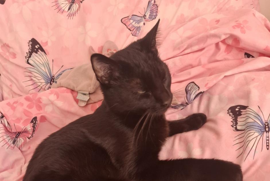 Alerta desaparecimento Gato Macho , 1 anos La Colle-sur-Loup France Alerta desaparecimento Gato Macho , 1 anos La Colle-sur-Loup France